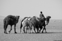 Mongolie-chameau