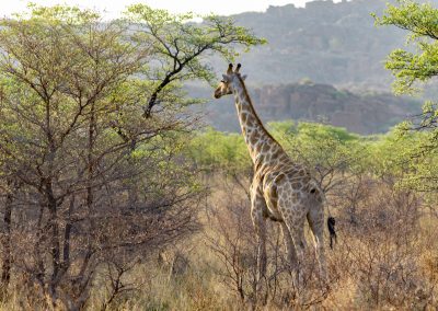Namibie